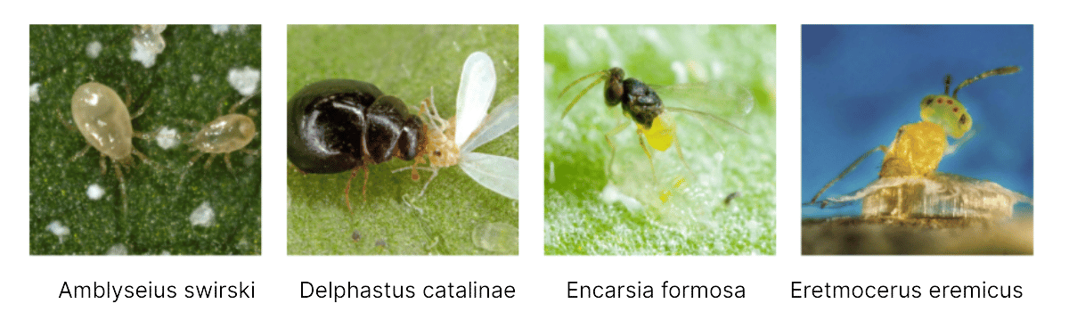 Amblyseius swirski       Delphastus catalinae        Encarsia formosa       Eretmocerus eremicus.png